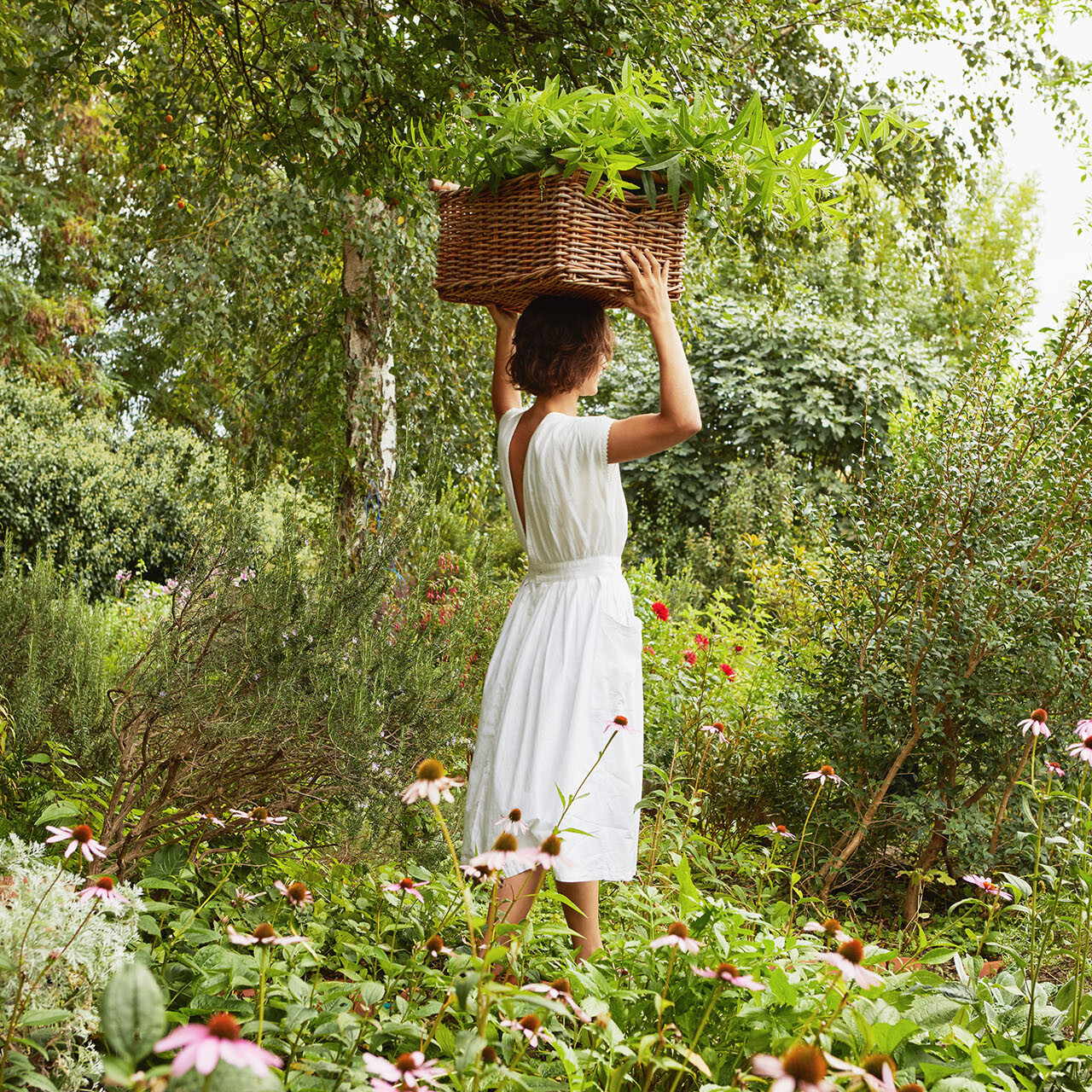 cueillette dans le jardin