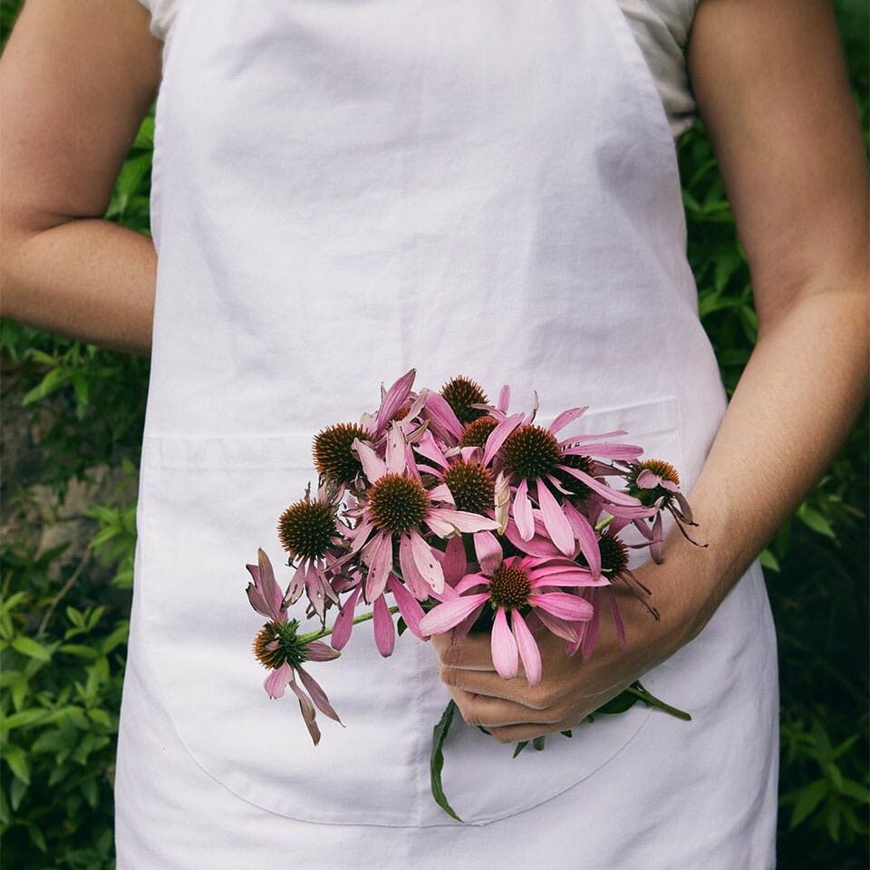 echinacea flowers from the herbalist's garden