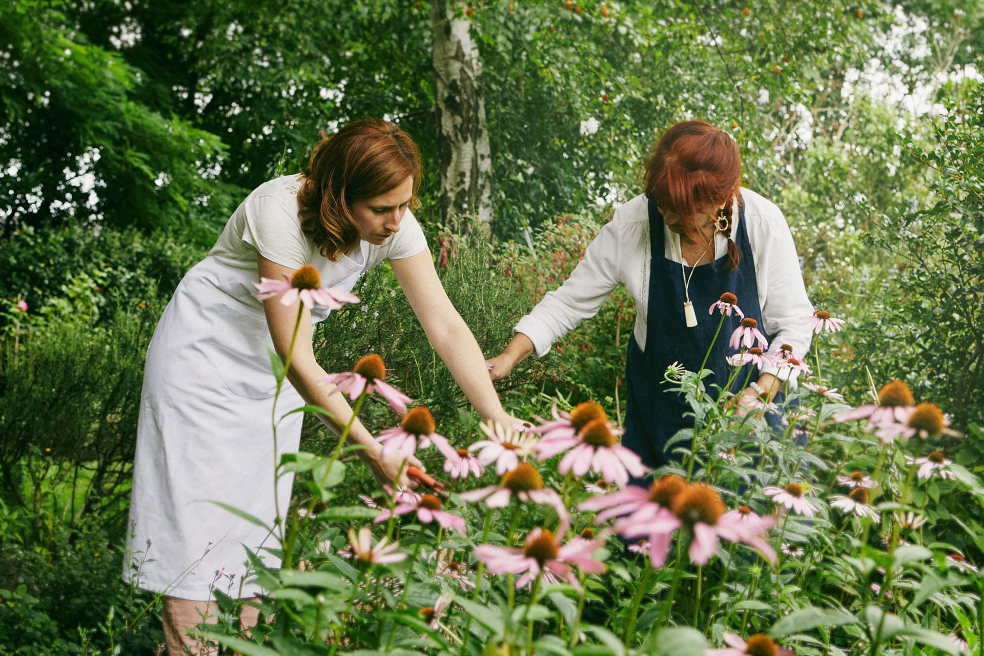 cueillette echinacées dans le jardin de beauté