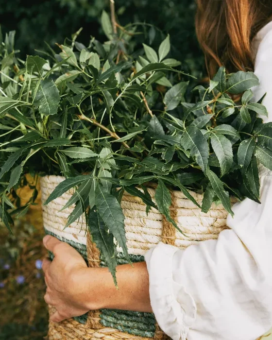 panier de plantes