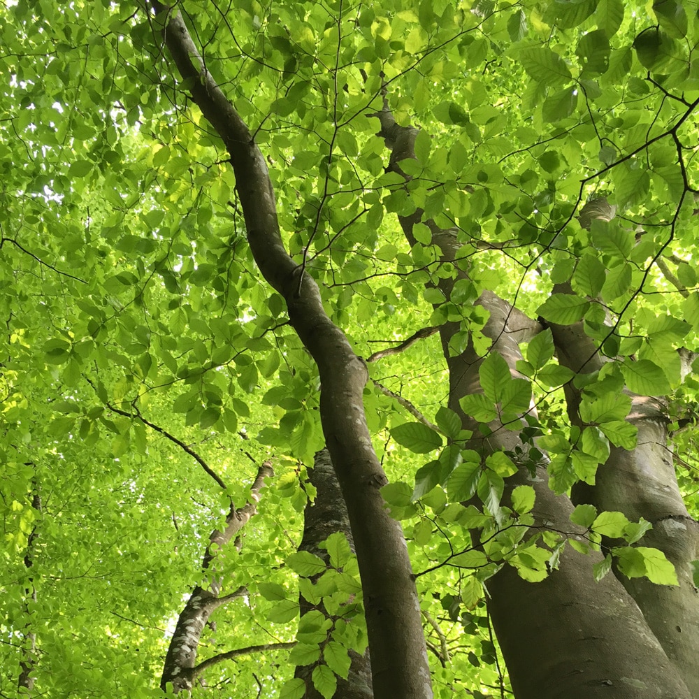 Communiquer avec les arbres