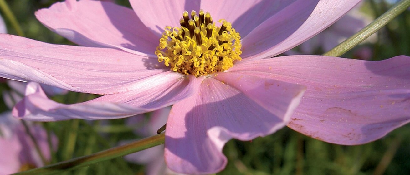 Communiquer avec les fleurs