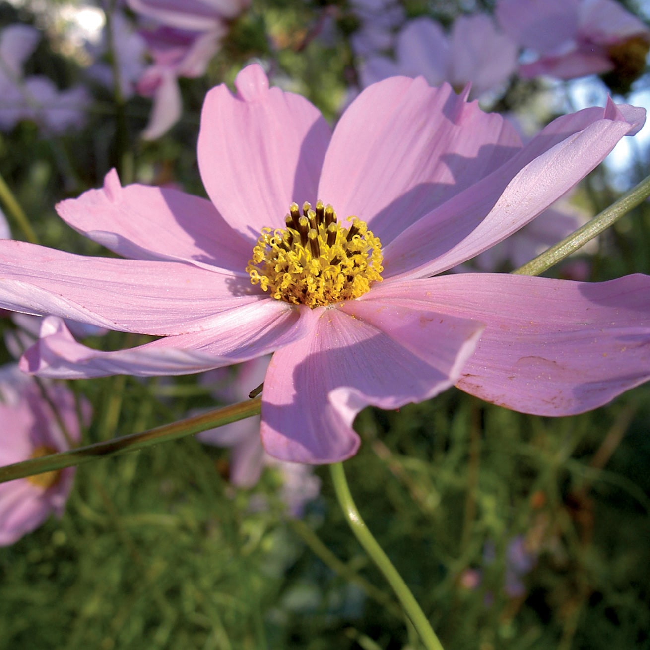 Communiquer avec les fleurs